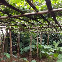 all-about-aquaponic-beautiful-and-delicious