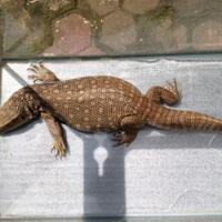 savannah-monitor-lovers-new-home
