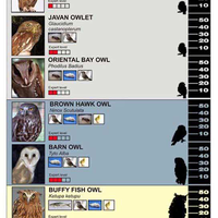 thread-khusus-burung-hantu-owl-kaskus---part-5