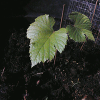 kampung-anggur----part-3