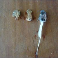 new-budidaya-lele-pembenihan-pembesaran---part-1