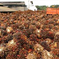 minyak-kelapa-sawit--prinsip-kesehatan-dan-keberlanjutan-terkait-pola-pikir-konsumen