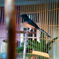 ltgtshare-murai-batu-mania-for-all-murai-ers-segala-jenis-kumpul-dimari-ltgt