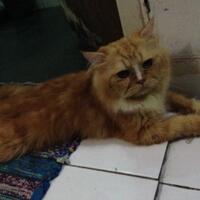 sedihnya-ditinggal-mati-kucing-kesayangan