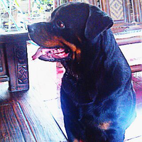 rottweiler-owners-and-lovers