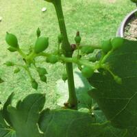 kampung-anggur----part-3