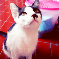 kucing-lokal-domestik-kampung---part-1