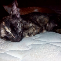 rainbow-bridge--buat-yang-ditinggal-sahabatnya