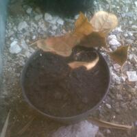 dilarang-bikin-thread-baru-mau-tanya-tentang-tanaman-masuk-sini-saja