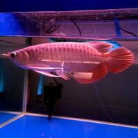 arowana--new-thread----part-1