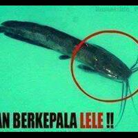 pertanda-apa-ini-ikan-aneh-gegerkan-kampung-halaman-jokowi-di-solo