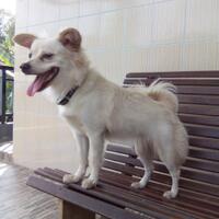 anjing-kampung-mongrel-mix-breed-campuran-silangan-lover039s---part-2