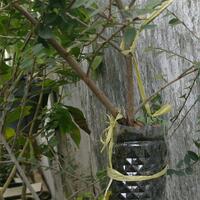 bonsai-kaskus-reborn--forum-sharing--diskusi-seputar-seni-bonsai-indonesia