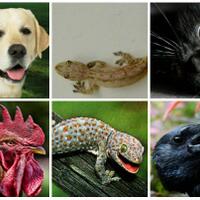 7-hewan-ini-bisa-memberi-tahu-kehadiran-makhluk-gaib