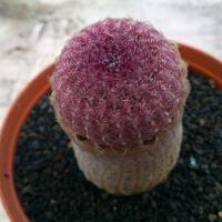 cactus---tanaman-kecil-yang-memukau