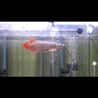 arowana--new-thread----part-1