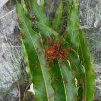 share--diskusi-dunia-semut-rangrang--budidayanya