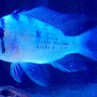 cichlidae-african-american-etc