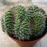 cactus---tanaman-kecil-yang-memukau