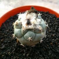 cactus---tanaman-kecil-yang-memukau