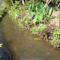 share-ooo---bagai-air-didaun-talas---ooo