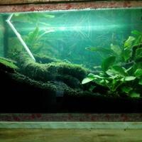 aquascape-for-everyone-learning-and-sharing---part-1