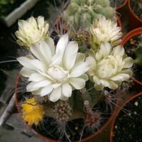 cactus---tanaman-kecil-yang-memukau