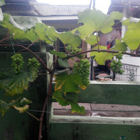 kampung-anggur----part-3