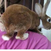 rcc-rabbit-lover---part-3