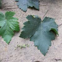 kampung-anggur----part-3