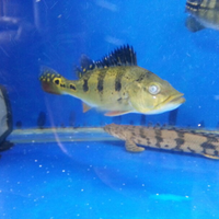 peacock-bass-reloaded-cream---part-1