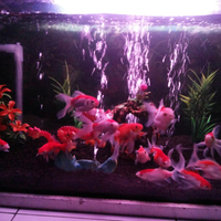 pecinta-ikan-komet-masuk-sini---part-1