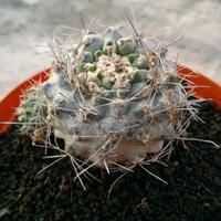 cactus---tanaman-kecil-yang-memukau