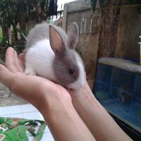rcc-rabbit-lover---part-3