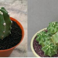 cactus---tanaman-kecil-yang-memukau