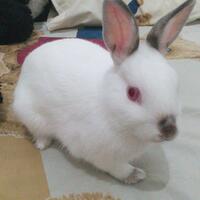 rcc-rabbit-lover---part-3