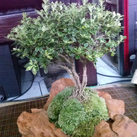 bonsai-kaskus-reborn--forum-sharing--diskusi-seputar-seni-bonsai-indonesia