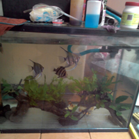 datnoids-aka-tiger-fish