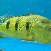 peacock-bass-reloaded-cream---part-1