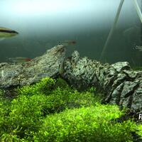 aquascape-for-everyone-learning-and-sharing---part-1