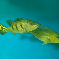 peacock-bass-reloaded-cream---part-1