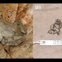 koleksi-baru-biasanya-bertelur-katak-dari-sulawesi-ini-justru-melahirkan