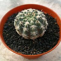 cactus---tanaman-kecil-yang-memukau