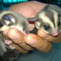 sugar-gliderlanjut---part-3