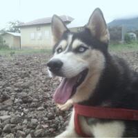 new-siberian-husky-lovers---read-page-1-for-update---part-2