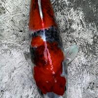 forum-koi-kaskus-part-5-semua-tentang-koi-masuk-kesini