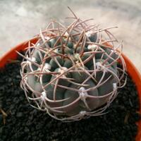 cactus---tanaman-kecil-yang-memukau