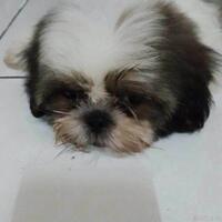 shih-tzu-lover----part-2