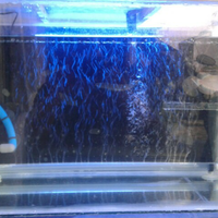 arowana--new-thread----part-1