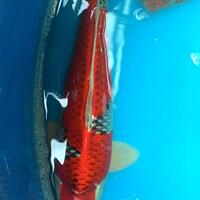 forum-koi-kaskus-part-5-semua-tentang-koi-masuk-kesini